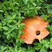 Steinpilz