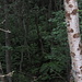 Blick ins Dickicht