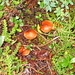 Schöne kleine Pilze