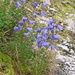 Glockenblume