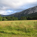 Gras in der Abendsonne