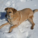Lucky, il cane dell'Amico Mauro; anche lui protagonista in numerosi passaggi in neve fresca