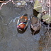 Mandarinentenpaar am Annateich. Diese ursprünglich asiatische Entenart brütet schon seit Jahrzehnten in einer kleinen freilebenden Population an Hannovers Parkgewässern.