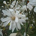 Duftende Loebneri-Magnolie (Magnolia loebneri) in Lauffohr. 