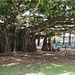 Banyan Tree