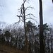 der markante Baum unterm Gipfelhang von P.109