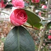 Laurier-rose