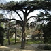 Jardin des Plantes - Cèdre du Liban