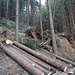 "Die Axt im Walde" - Spuren maschineller Holzernte