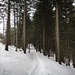 ... stimmungsvolles Waldwandern - vor dem Anstieg ...