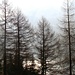 Gli alberi con lo specchio sullo sfondo