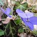 etwas unauffälliger als die andern schönen Blumen, doch nicht minder schmuck: das zartviolette Wald-Veilchen