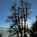 alte Lärche an der Waldgrenze