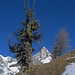 alte Arve über der Waldgrenze ( vor 15 Jahren hat sie noch gelebt)