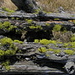 Flechten auf  altem Holz
