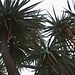 Yucca schottii im Jardin Exotique. Das Spargelgewächs (!) stammt aus Mexiko und dem Südosten der USA.