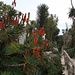 Der Jardin Exotique ist trotz einem stolzen Eintrittspreis von 7 Euro einen Besuch wert.