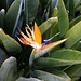 Paradiesvogelblume (Strelitzia reginae) im Jardin Exotique. Die Pflanze ist in Südafrika heimisch.