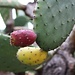 Essbare Früchte vom Feigenkaktus (Opuntia ficus-indica) im Jardin Exotique. Ursprünglich stammt der Kaktus aus Mexiko aber wird wegen seiner schmackhaften Früchte in Südamerika, Australien und im Mittelmeergebiet angebaut wo er jedoch auch verwildert.