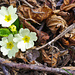 Unterhalb Icogne: Schaftlose Primel (Primula acaulis)