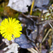 Farbtupfer Zytröseli (Tussilago farfara)