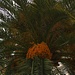 Kanarische Dattelpalme (Phoenix canariensis). Heimisch ist sie auf den Kanarischen Inseln, Kapverden, Madeira und Azoren. Wegen seiner mayestätischen Form wird die Palme jedoch im ganzen Mitelmeerraum angepflanzt.