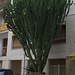 Für Mitteleuropäer ist es ein ehe ungewohnter Anblick wenn ein grosser Kaktus vor der Haustüre wächst. Bei der Art handelt es sich wahrscheinlich um eine Euphorbia ingens welche ursprünglich aus den trockenen Gebieten des südlichen Afrika stammt.