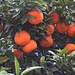 Früchte der Pomeranze (Citrus aurantium) beim Bahnhof von Nice.