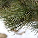 <b>Pino cembro (Pinus cembra)</b>.