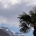 Schnee und Palmen. Monte Generoso.