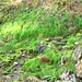 Frühlingsgrün