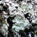 Lichene verde cannobino
