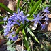 ... und eine reichhaltige Blumenwiese:
hier der Zweiblättrige Blaustern ...