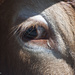 Das Auge eines Limousin Rindes