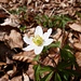 Anémone des Bois, typique du printemps