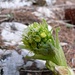 La Pétasite Officinale... une autre classique du printemps