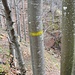 am Oberdörferberg blau markiert, hier leiten gelbe Markierungen zum Ausstieg
