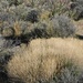 Flora und Fauna im Red Rock Canyon