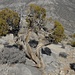 Baum auf knapp 2000m