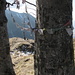 tibetischer Baumschmuck vor dem Illingkreuz