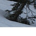 Welche Freude zu sehen!!!!  Ein Hermelin im Winterkleid. Nach Wikipedia auch Kurzschwanzwiesel genannt. Nur die Schwanzspitze ist immer schwarz.