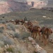 Pferde-Karawanen bringen Getränke und Esswaren in die Phantom-Ranch, unten beim Colorado River