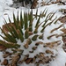 Kaktus und Schnee - eine interessante Kombination