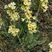 Schlüsselblumen