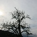 Baum in Schrambach