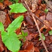sogenanntes "Runechrut" (Aronstab, Arum maculatum L.). Früher wurden im Frühling 4-5 Blätter gedünstet mit weisser Sosse als "Dureputzete" gegessen.<br /><br />Die Pflanze ist giftig, daher die abführende Wirkung.