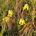 Frühlings-Schlüsselblume (Primula veris) <br /> <br />Wurde früher für Hustentee gebraucht. Die zerriebenen Blüten verströmen einen aromatischen Duft. 