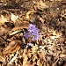 fiore
