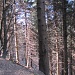 nel bosco