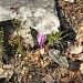 fiore
